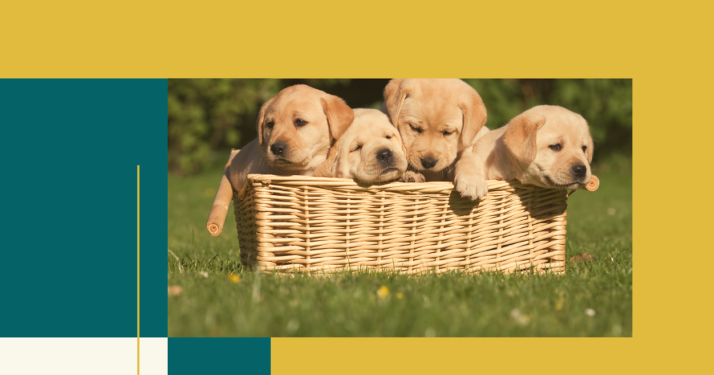 Best Dogs Accessories